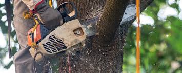 Best Lot and Land Clearing  in Elizabeth, NJ