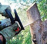 Best Storm Damage Tree Cleanup  in Elizabeth, NJ