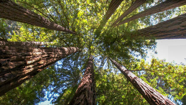 Best Tree Preservation Services  in Elizabeth, NJ