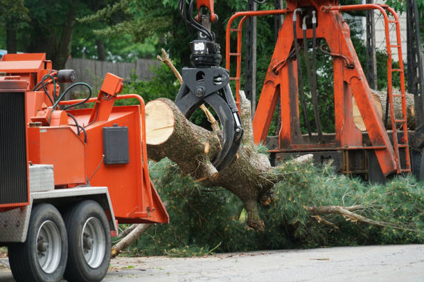 Best Organic Lawn Care Solutions  in Elizabeth, NJ