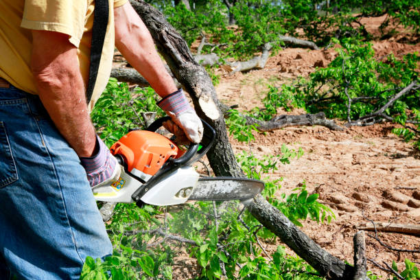Best Firewood Processing and Delivery  in Elizabeth, NJ